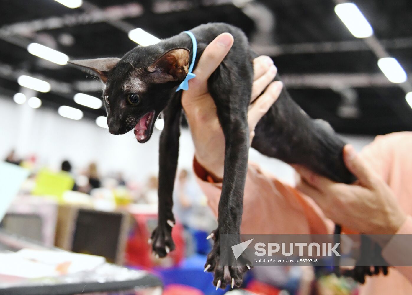 Russia Cat Show
