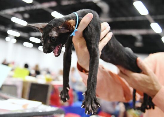 Russia Cat Show