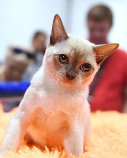 Russia Cat Show