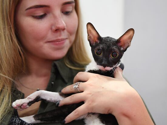 Russia Cat Show