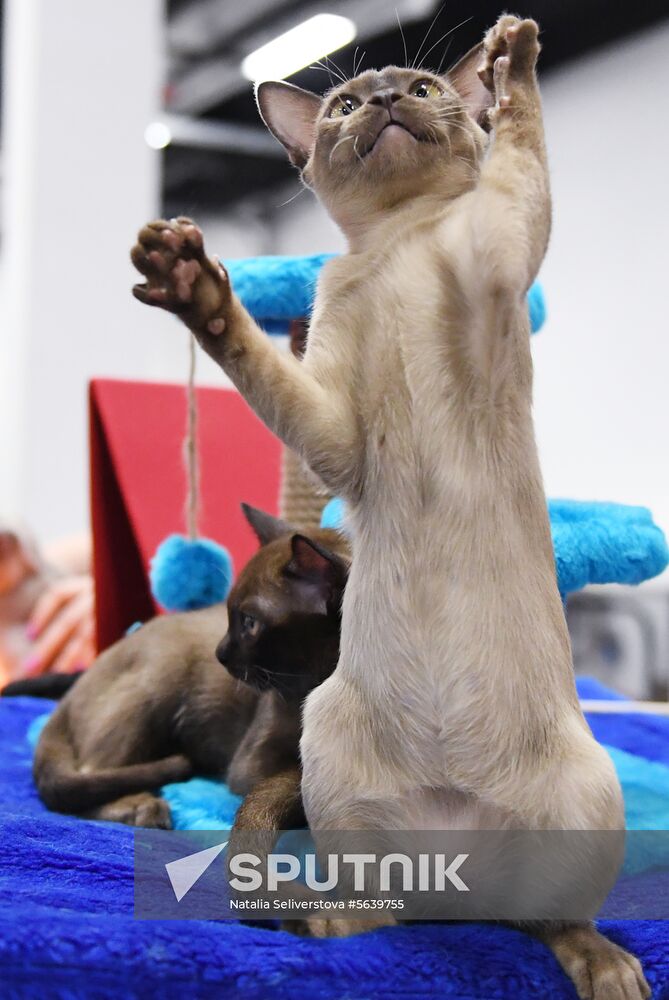 Russia Cat Show