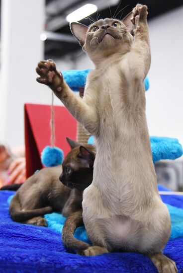 Russia Cat Show