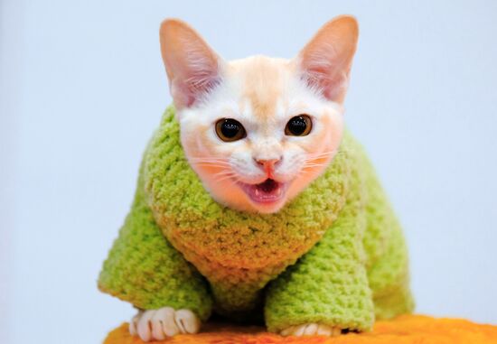 Russia Cat Show