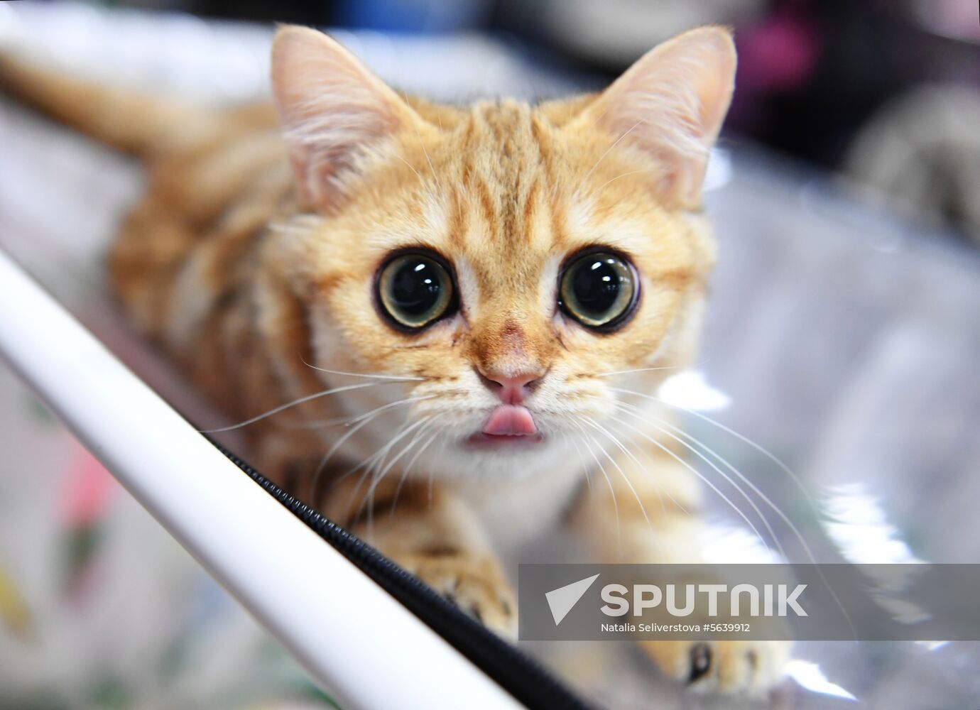 Russia Cat Show