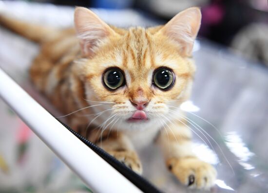 Russia Cat Show
