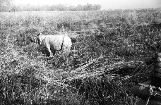 The Indian rhinoceros