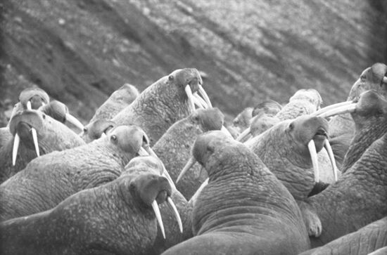Walrus rookery on Blossom Cape