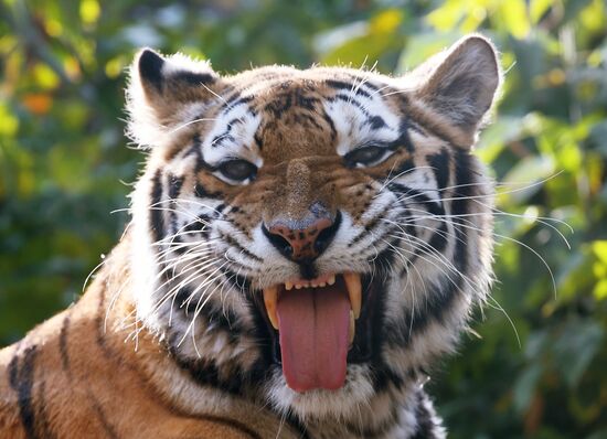 Russia Moscow Zoo