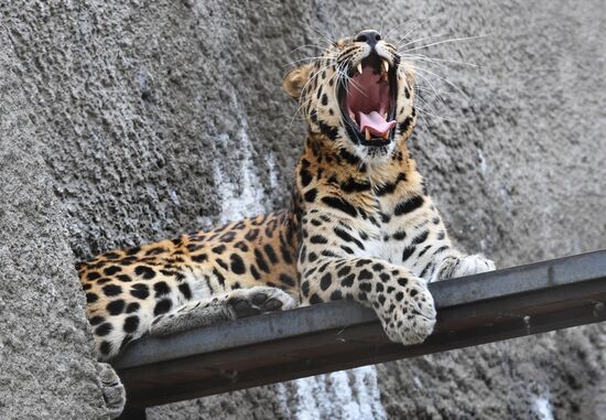 Russia Moscow Zoo