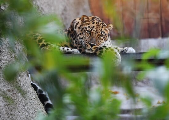 Russia Moscow Zoo