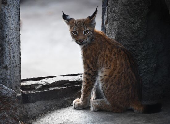Russia Moscow Zoo