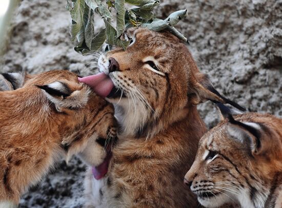 Russia Moscow Zoo