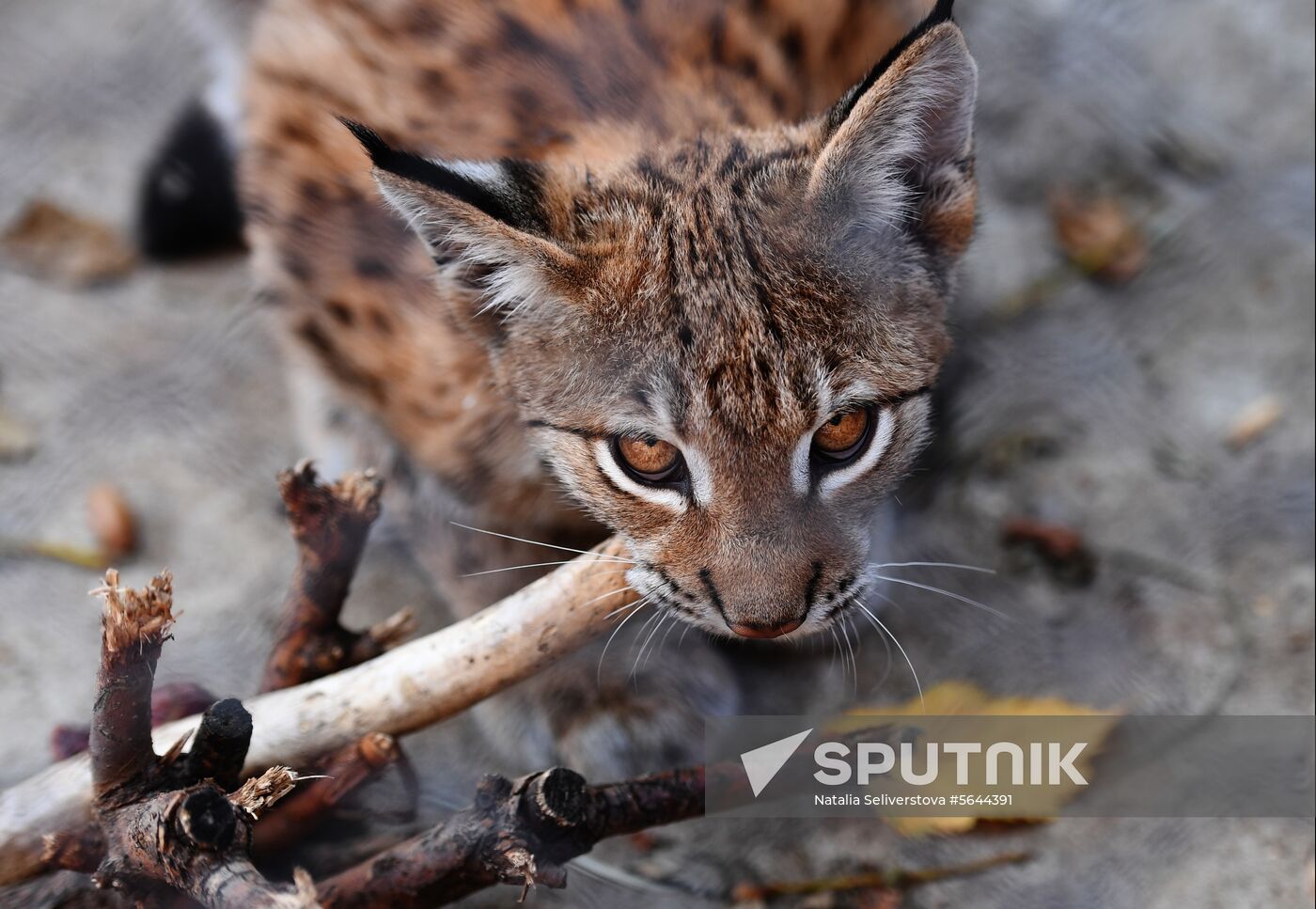 Russia Moscow Zoo