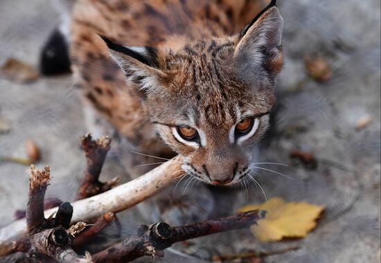 Russia Moscow Zoo