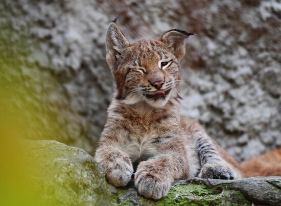 Russia Moscow Zoo