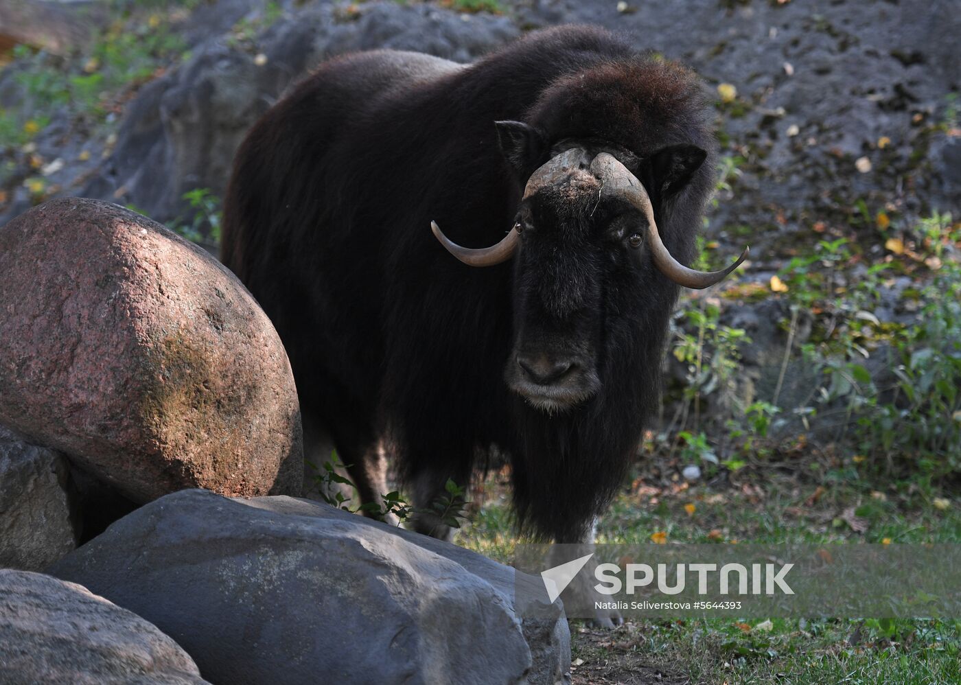 Russia Moscow Zoo