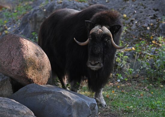 Russia Moscow Zoo