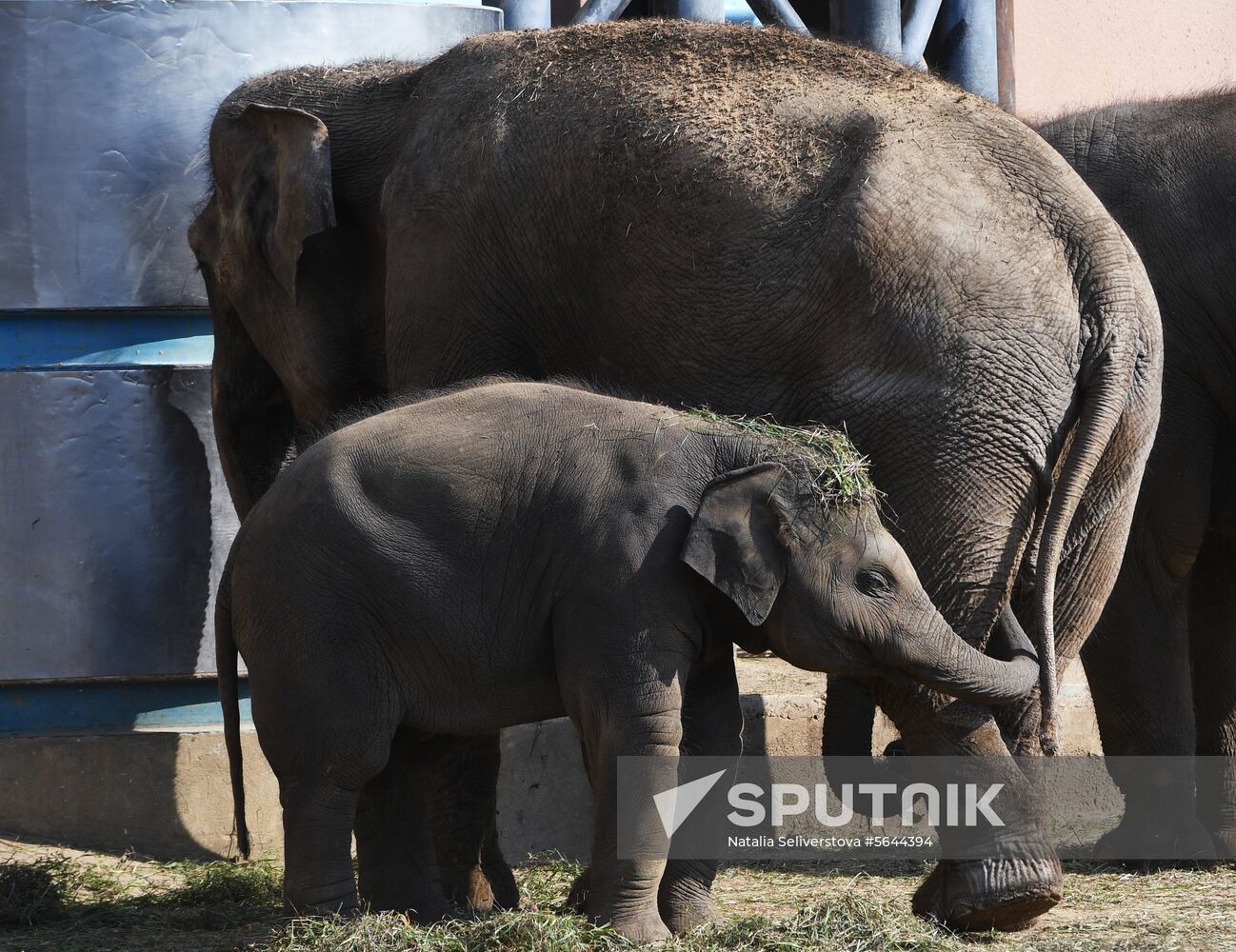 Russia Moscow Zoo