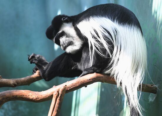 Russia Moscow Zoo