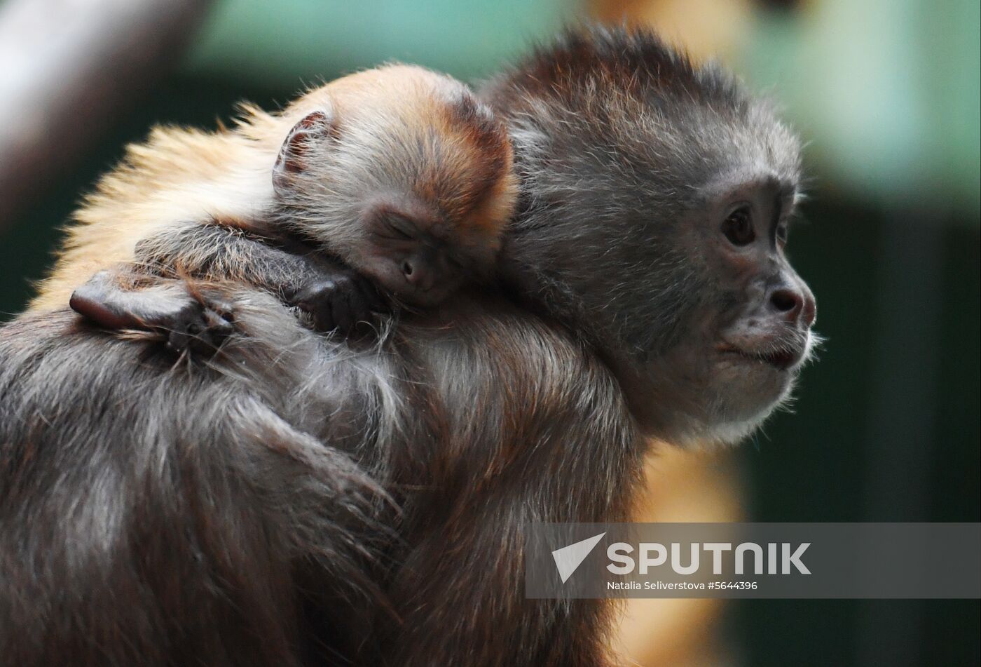 Russia Moscow Zoo
