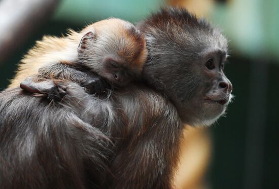 Russia Moscow Zoo