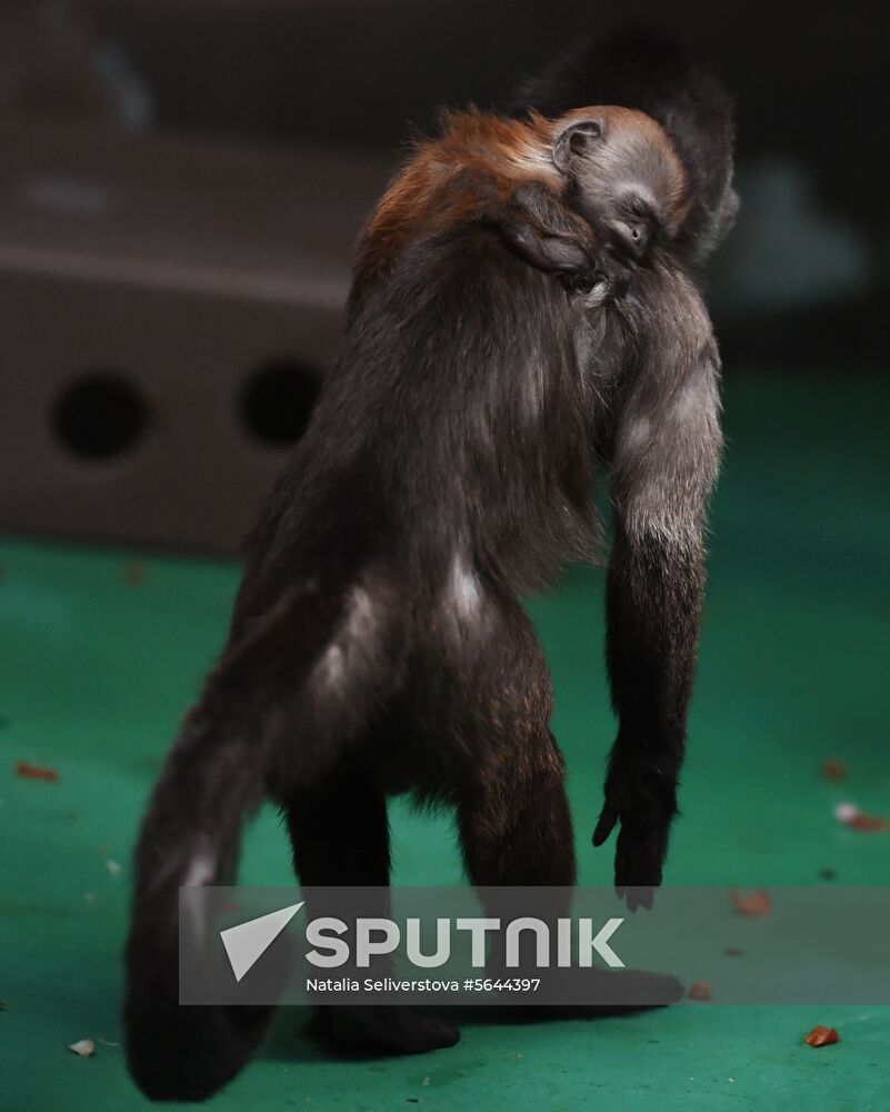 Russia Moscow Zoo