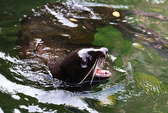Russia Moscow Zoo