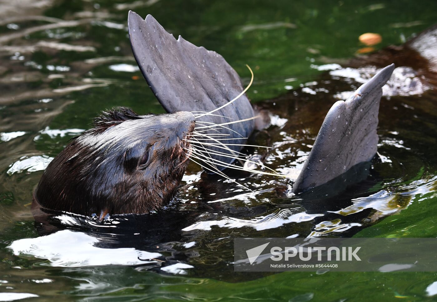 Russia Moscow Zoo