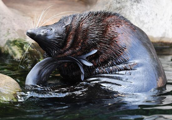 Russia Moscow Zoo