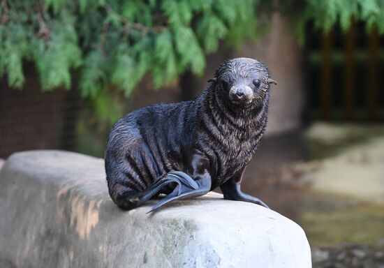 Russia Moscow Zoo