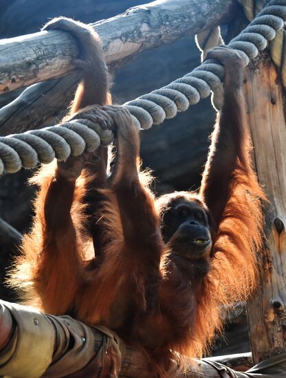 Russia Moscow Zoo