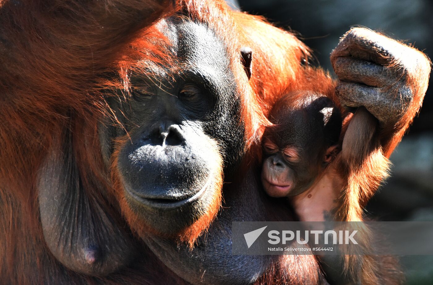 Russia Moscow Zoo