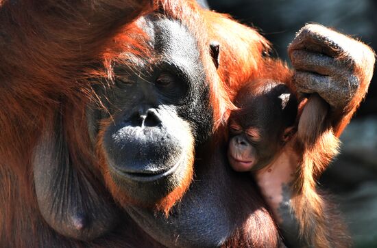 Russia Moscow Zoo