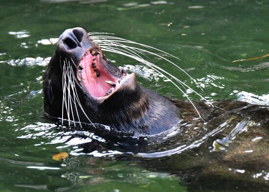 Russia Moscow Zoo