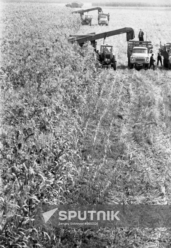 Belorussky Cooperative Farm