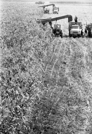 Belorussky Cooperative Farm