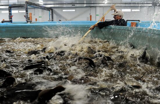 Russia Fish Farm