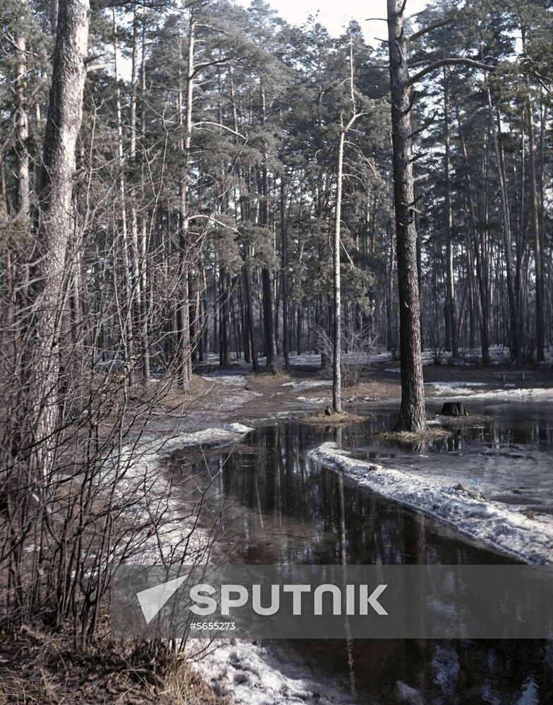 Spring forest