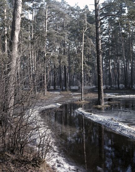 Spring forest