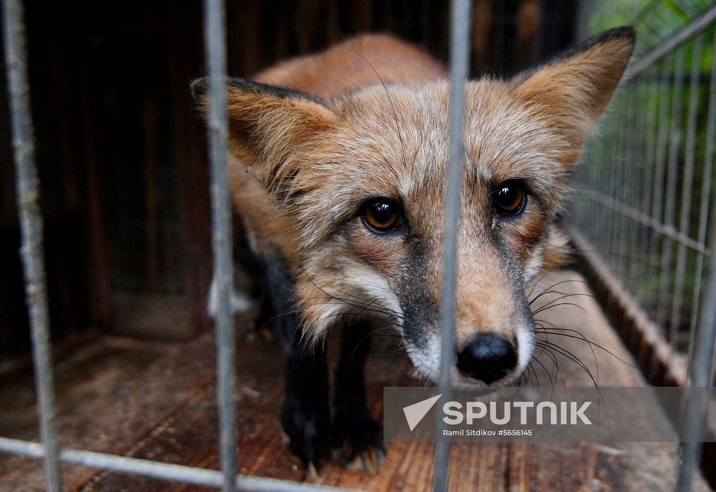 Russia Wild Animals Shelter