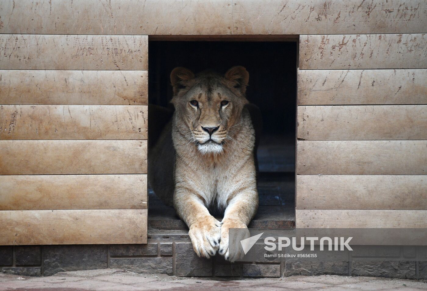 Russia Wild Animals Shelter