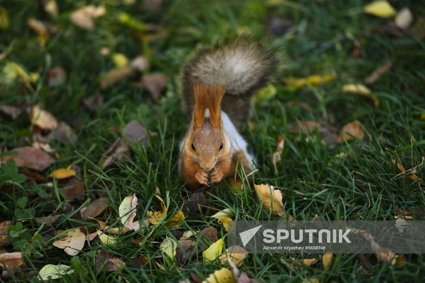 Russia Autumn