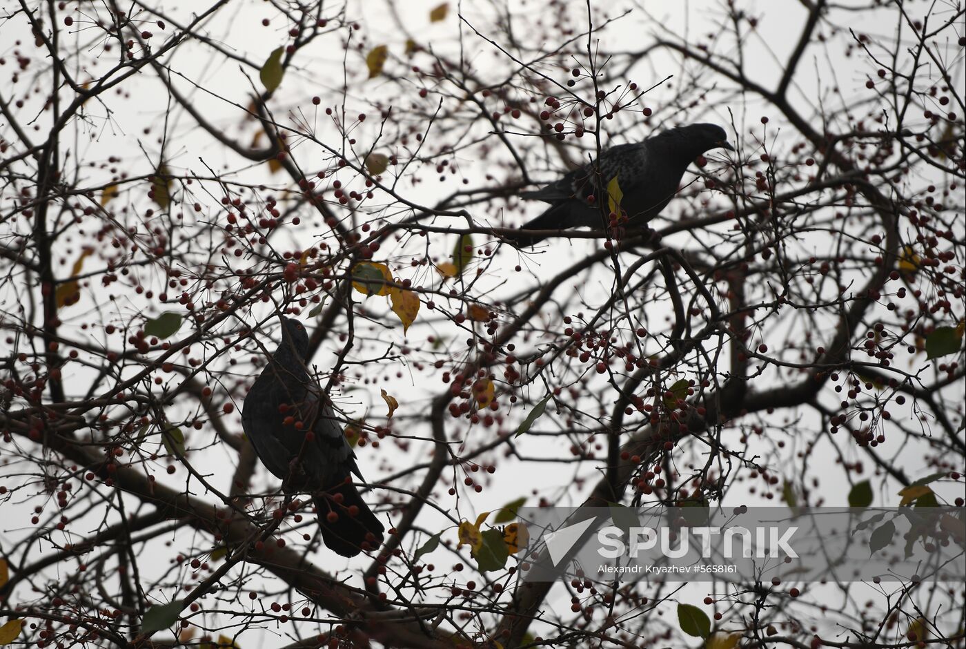 Russia Autumn
