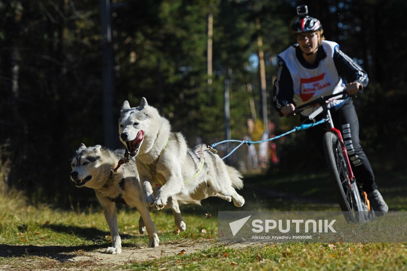 Russia Dog Mushing 