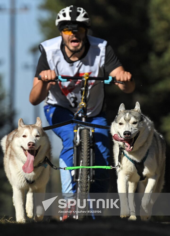 Russia Dog Mushing 