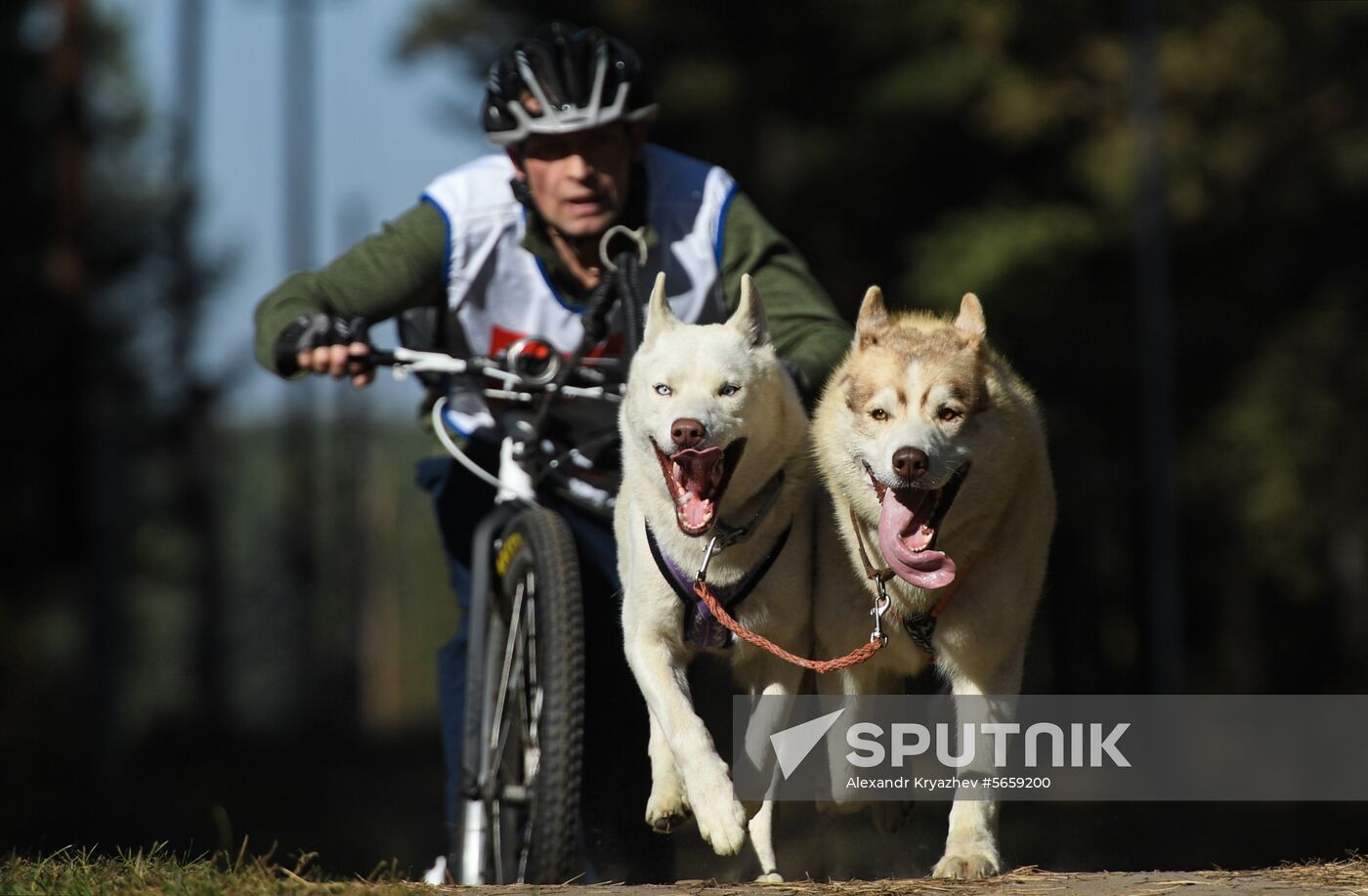 Russia Dog Mushing 