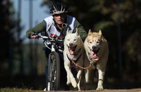 Russia Dog Mushing 