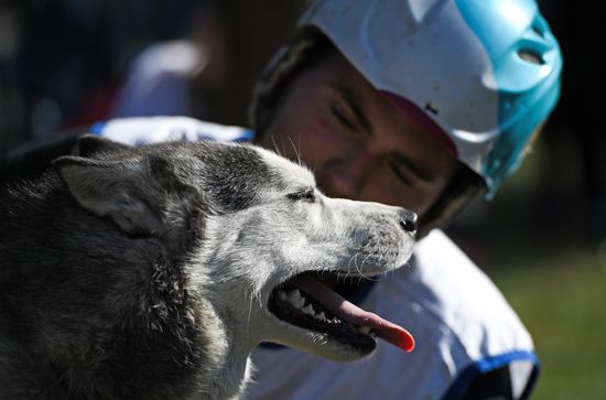 Russia Dog Mushing 