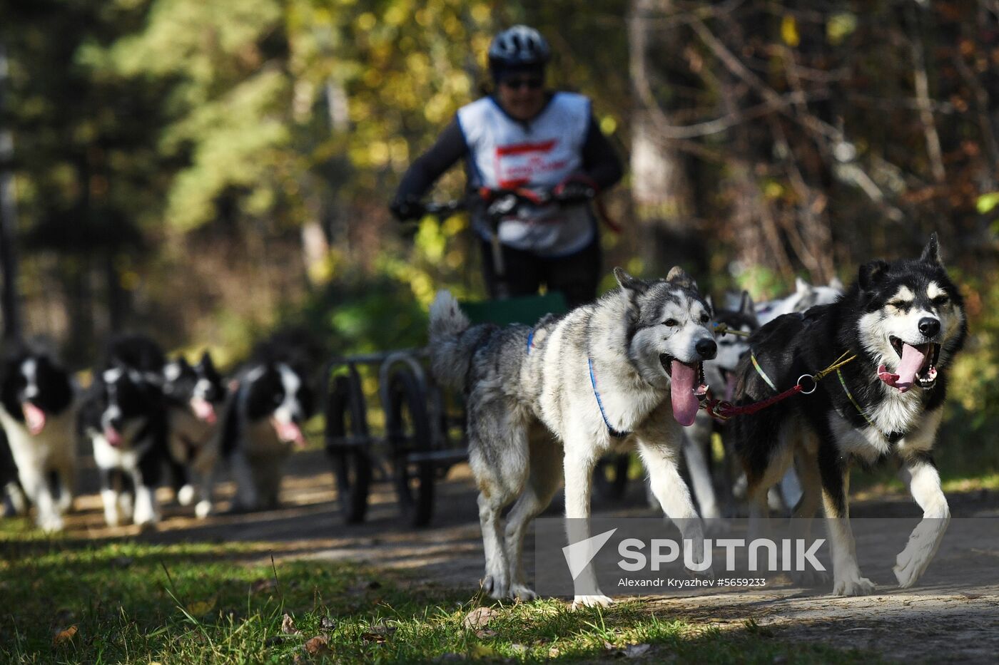 Russia Dog Mushing 