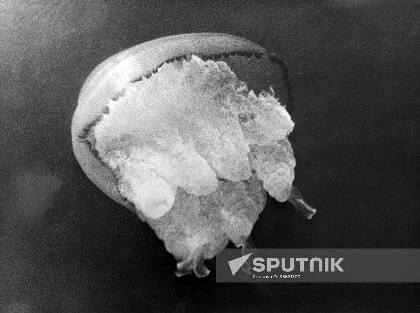 Jellyfish